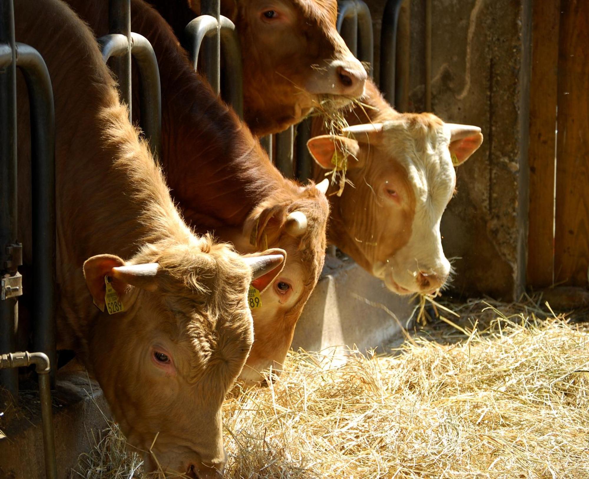 Farm Stay Malovscevo Vitovlje Εξωτερικό φωτογραφία